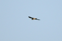 12721 Falco subbuteo (Lodolaio)